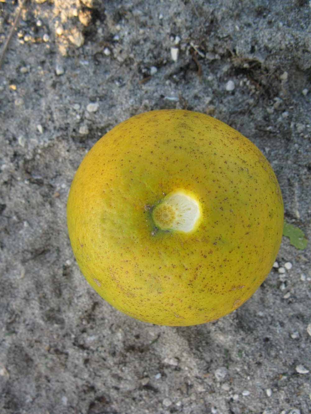              Fruit (Winter Haven, FL)       